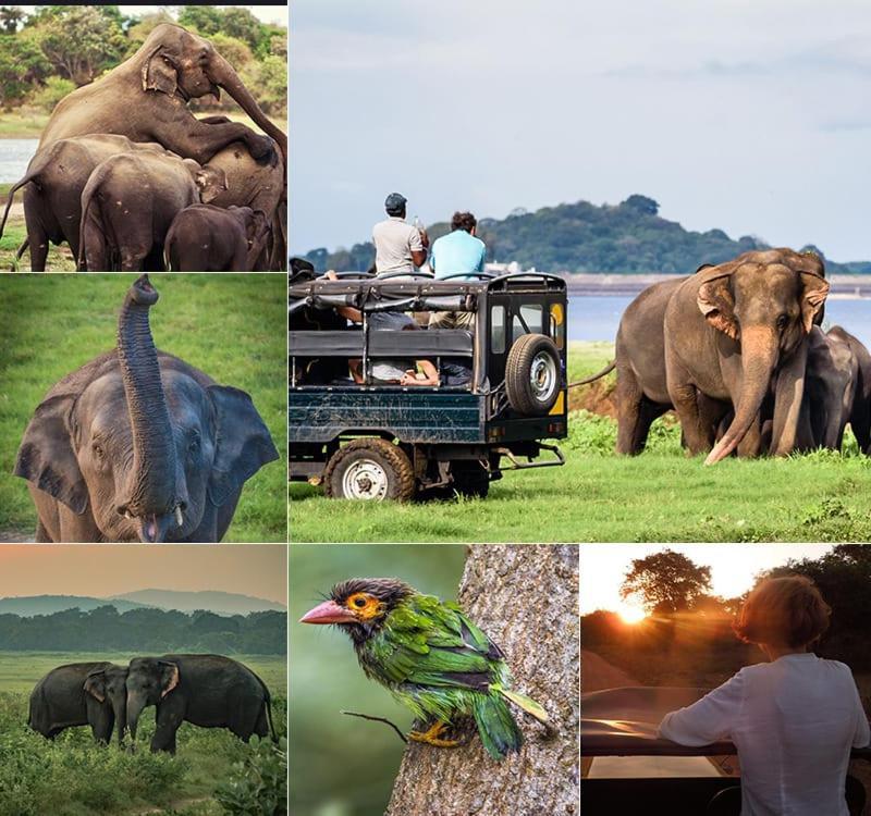 Manju Homestay Sigiriya Exteriör bild